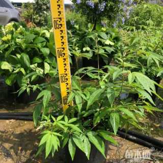 高度30厘米穗花牡荆