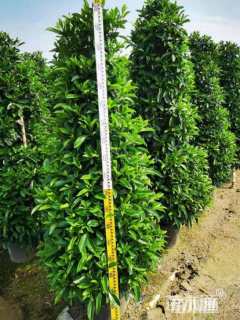 160厘米非洲茉莉