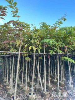 5公分大叶紫薇