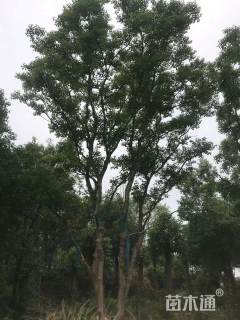25公分朴树