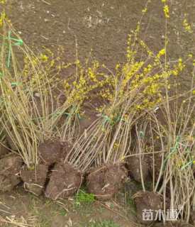 高度80厘米连翘