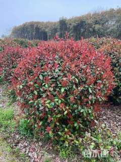 冠幅80厘米红叶石楠球