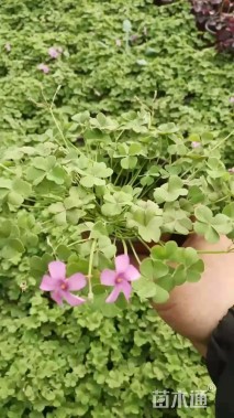 高度20厘米白花三叶草