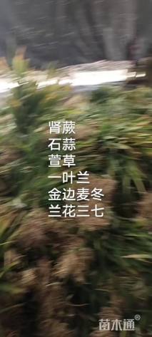 高度15厘米中叶麦冬