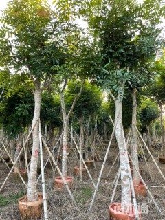 10公分桃花心木