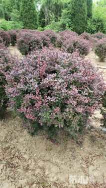冠幅80厘米紫叶小檗球
