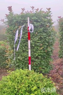高度150厘米红叶石楠柱