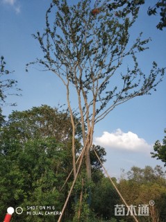 50公分多杆朴树