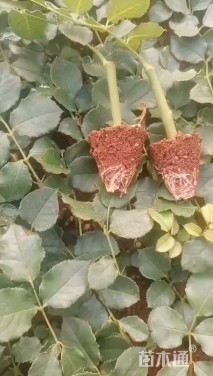 高度10厘米玫瑰