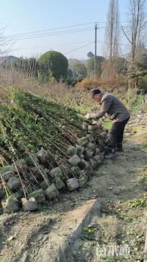 150厘米藤本月季