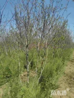 高度250厘米丛生紫薇