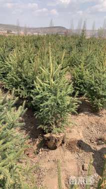 高度230厘米云杉