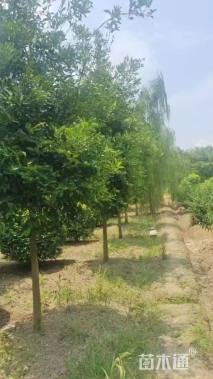 10公分香橼