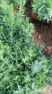 高度20厘米薰衣草