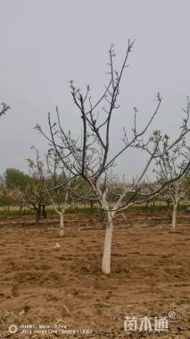10公分山楂树
