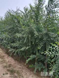 3公分榆树
