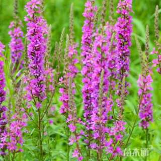 高度15厘米千屈菜