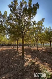 12公分金叶复叶槭