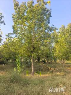 18公分金叶复叶槭