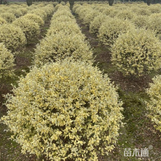 冠幅80厘米小叶黄杨球