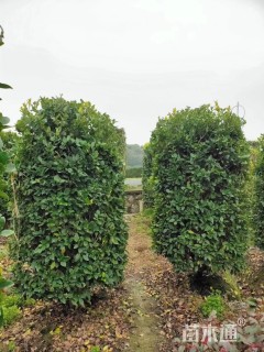 高度180厘米金森女贞柱