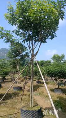 6公分紫花风铃木