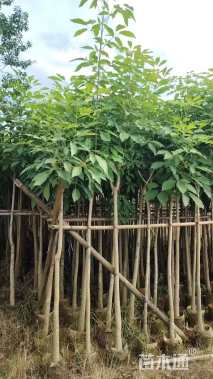 6公分红花风铃木