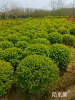 冠幅80厘米金叶女贞球