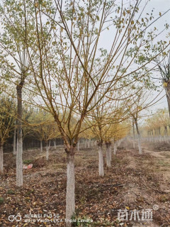 12公分矮杆金枝槐