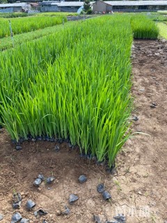 高度30厘米黄菖蒲