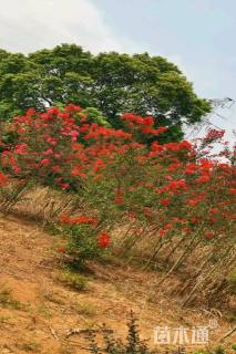 高度160厘米美国紫薇