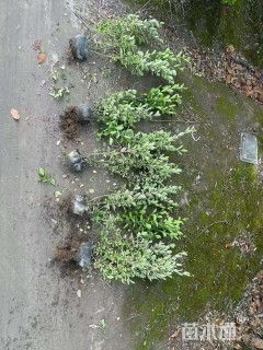 高度40厘米毛鹃