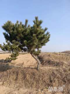 高度500厘米黑松