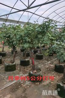 7公分树状月季