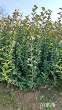 高度80厘米卫矛