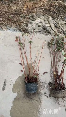 高度40厘米金丝桃