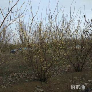 高度300厘米丛生蜡梅