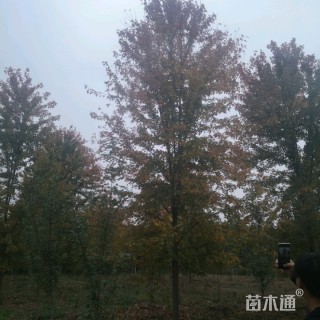 14公分美国红枫