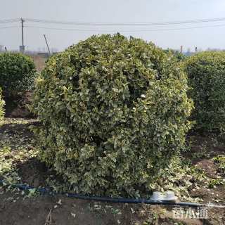 冠幅120厘米金边黄杨球