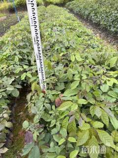 高度30厘米紫花风铃木小苗