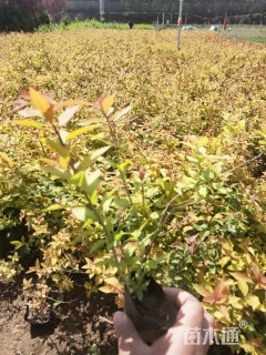 高度30厘米金焰绣线菊