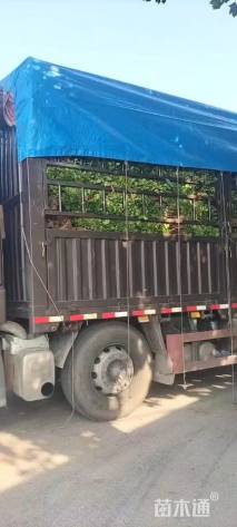 高度90厘米北海道黄杨