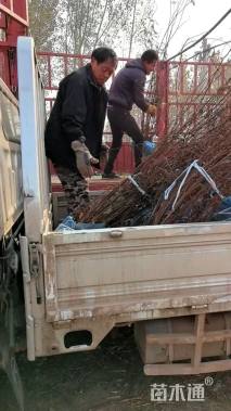 高度150厘米红王子锦带