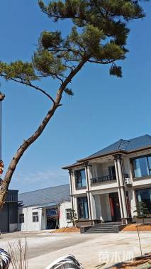 高度10000厘米黑松