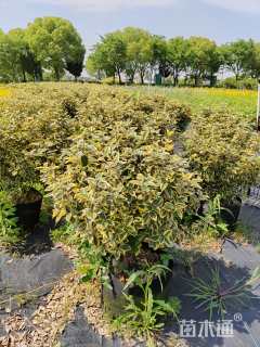 冠幅80厘米胡颓子球