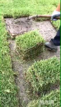 草块状中华结缕草