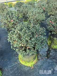 容器苗安酷杜鹃