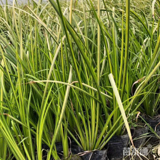高度30厘米金叶菖蒲