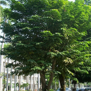 10公分印度紫檀
