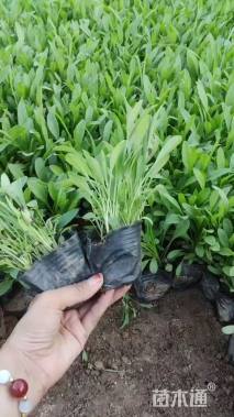 高度22厘米大花金鸡菊